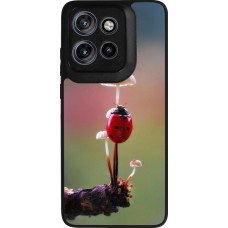 Coque Motorola Moto S50 - Silicone rigide noir Ladybird on a mushroom Spring 2026